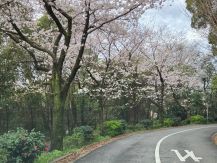 桜並木 アイキャッチ画像